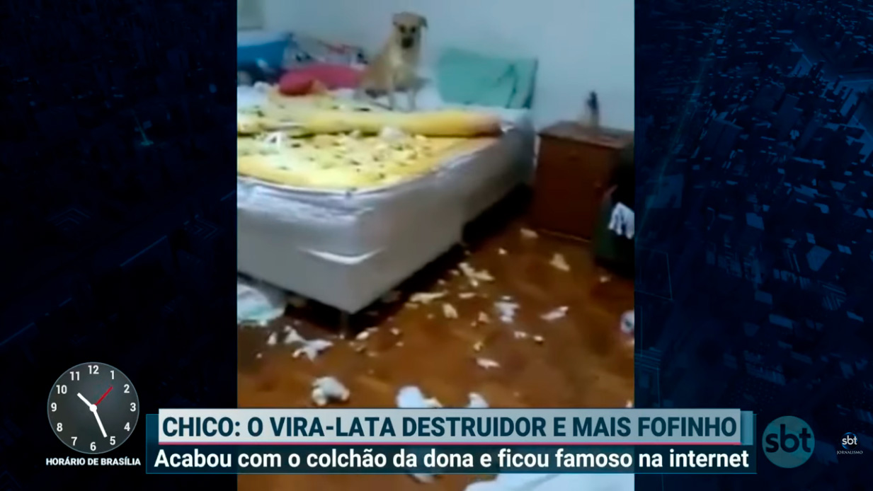Cão Chico conquista a internet após destruir quarto da dona | Primeiro Impacto (24/07/19)